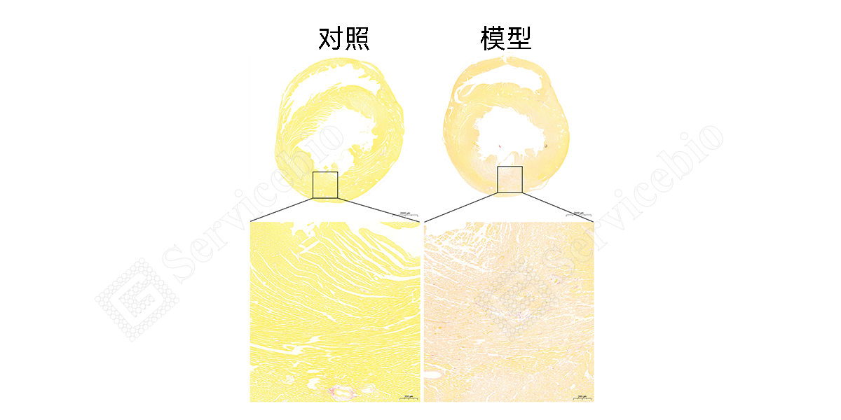 36-天狼猩红染色.png