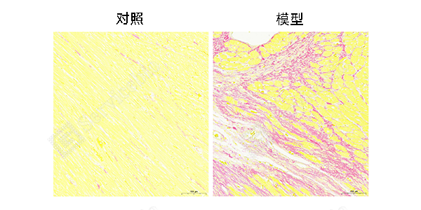 28-天狼猩红染色.png