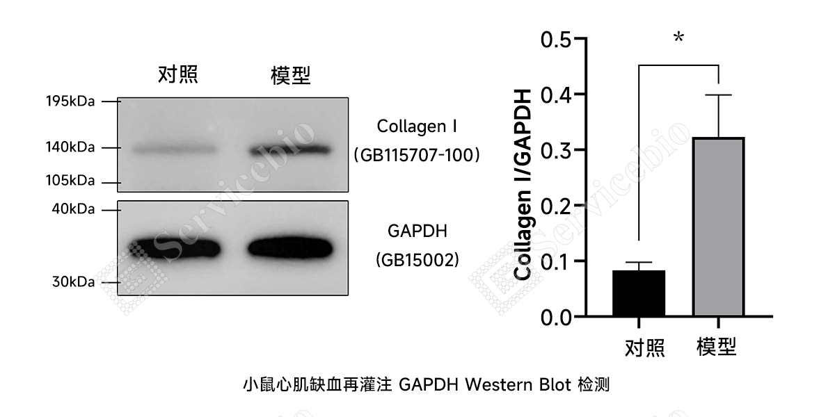小鼠心肌缺血再灌注 GAPDH Western Blot 检测.jpg