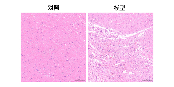 27-HE染色.jpg