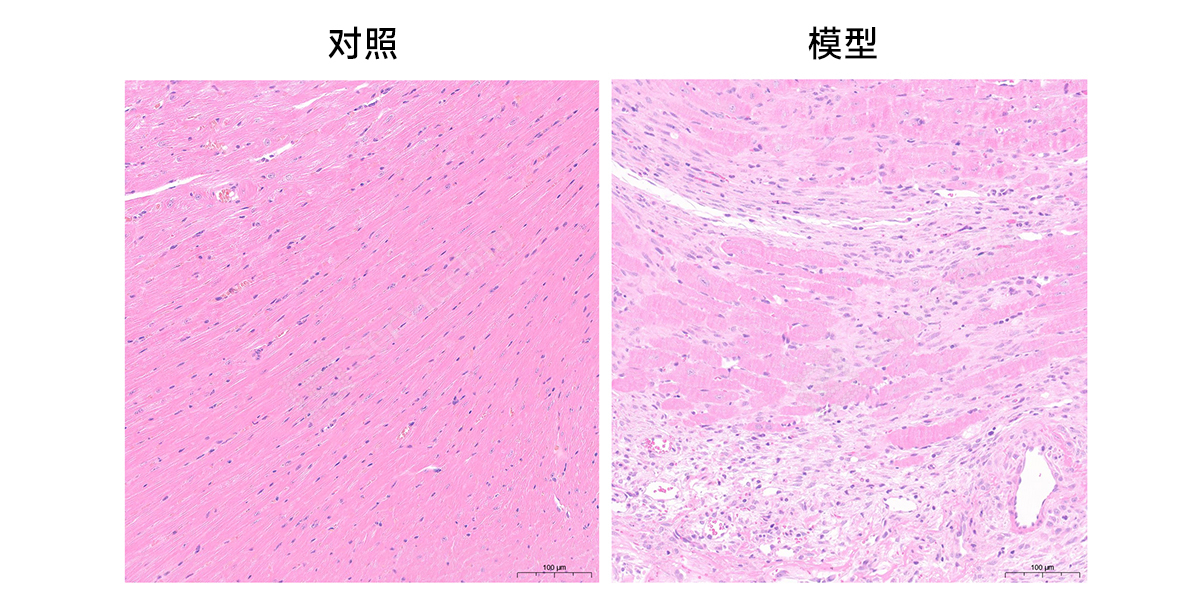5、HE染色.jpg