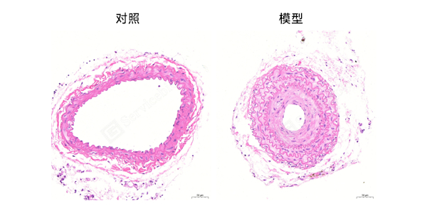 HE染色组图.jpg