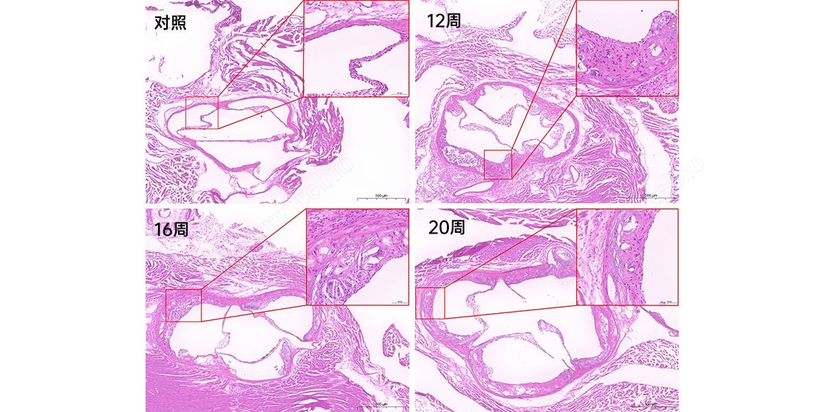 5、主动脉窦HE染色.jpg