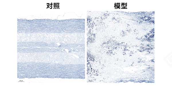 髓鞘染色组图.jpg