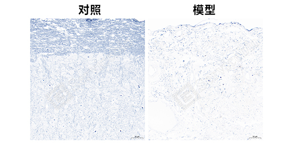 髓鞘染色组图.jpg