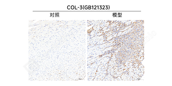 43 IHC-1.png