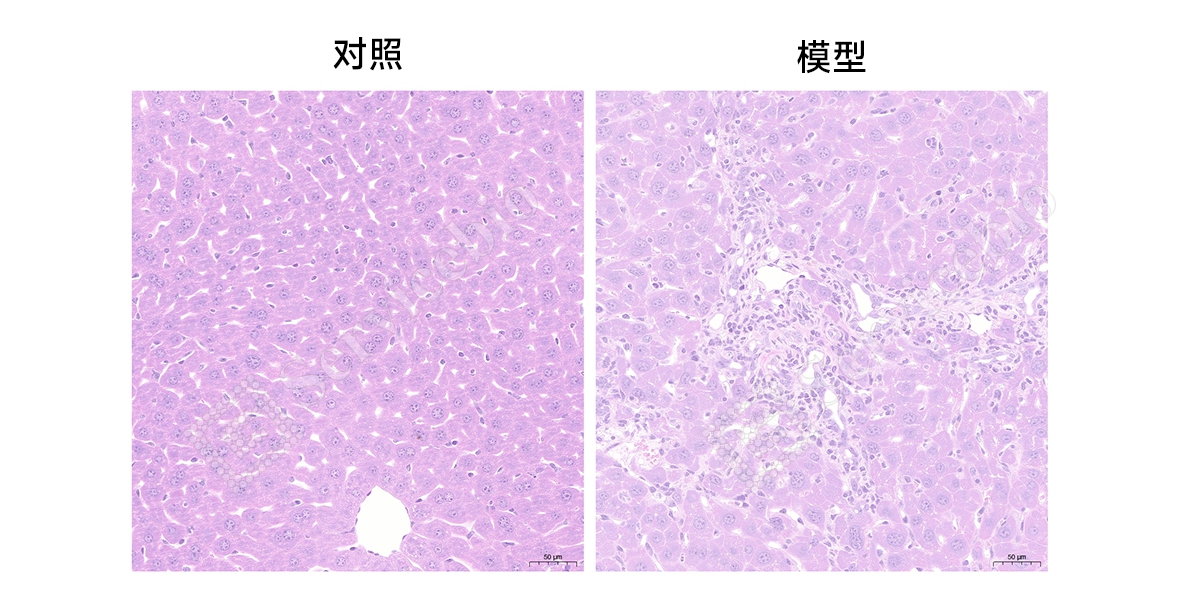 4、HE染色.jpg
