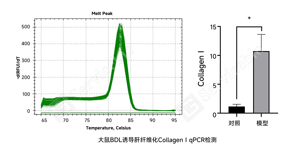 9、大鼠BDL诱导肝纤维化Collagen I qPCR检测.jpg