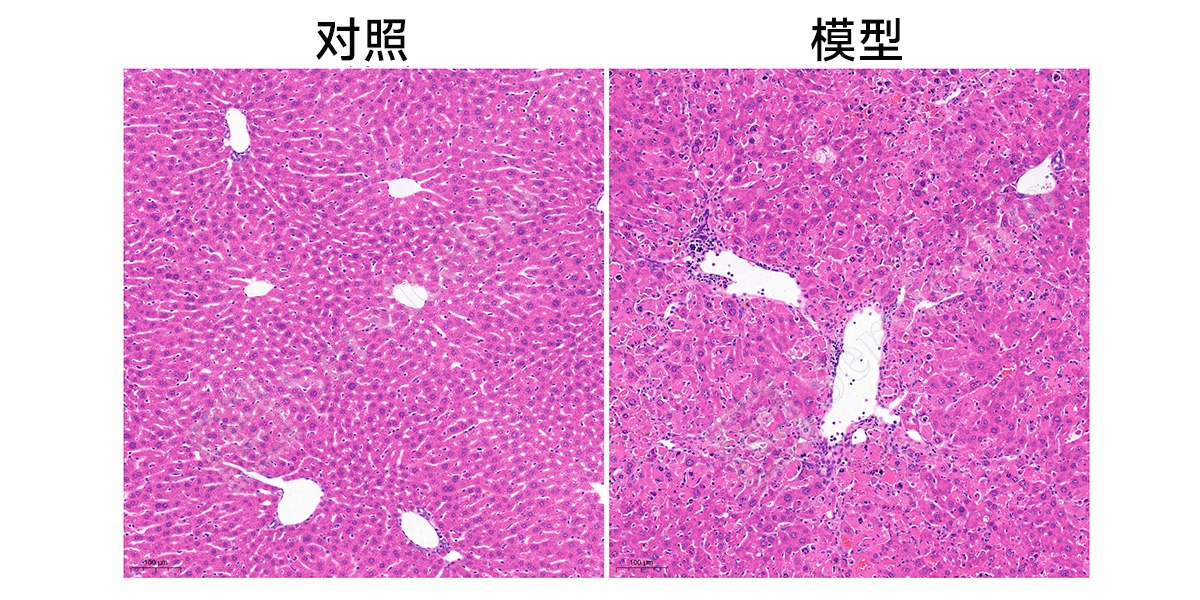 3、HE染色.jpg
