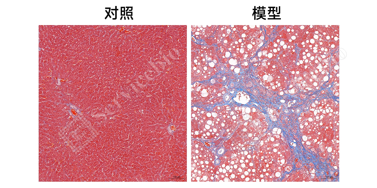 4、Masson染色.jpg