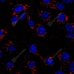 9 GB15620 CD63_D01127_D0112725051901 d900 M NIH373_40x_ICC_WM.jpg