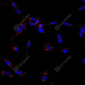 10 GB15620 CD63_D01127_D0112725051901 d900 R C6_20x_ICC_WM.jpg