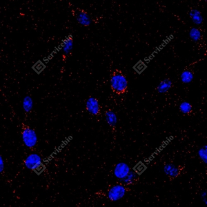 11 GB15620 CD63_D01127_D0112725051901 d900 R C6_40x_ICC_WM.jpg