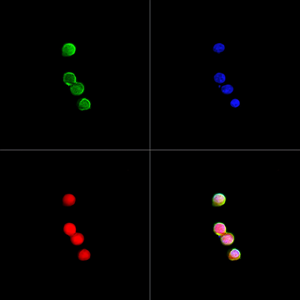 05 YB150046_20250410_RFP_Ab447_Ab447250307 d1000 Expi293-RFP Merged_50.0x_ICC.png