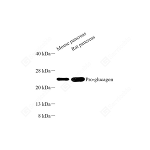 A YB11108-1_Pro-glucagon_d500_WB_WM.jpg