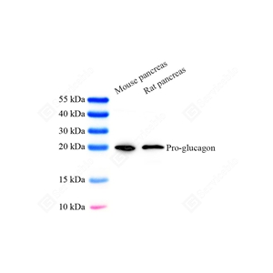 01WB1 YB115778_Pro-glucagon_CB091-04_d1000_WB_WM.jpg