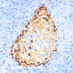 03 YB115778_Pro-glucagon_CB091_CB09124100103_d2400_M pancreas_30.0x_IHC_WM.jpg