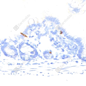 04 YB115778_Pro-glucagon_CB091_CB09124100103_d2400_M small intestine_40.0x_IHC_WM.jpg