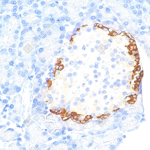 05 YB115778_Pro-glucagon_CB091_CB09124100103_d2400_R pancreas_40.0x_IHC_WM.jpg