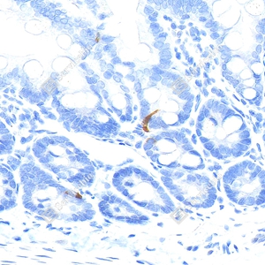 06 YB115778_Pro-glucagon_CB091_CB09124100103_d2400_R small intestine_40.0x_IHC_WM.jpg