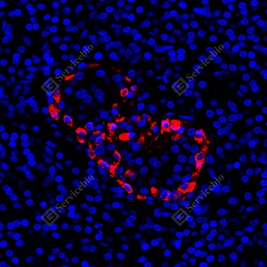 08 YB115778_Pro-glucagon_red_CB091_CB091_CB09124100103_d1000_H pancreas_40.0x_IF_WM.jpg