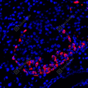 09 YB115778_Pro-glucagon_red_CB091_CB091_CB09124100103_d1000_M pancreas_40.0x_IF_WM.jpg