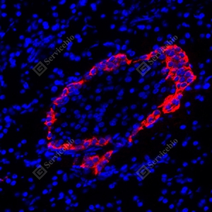 10 YB115778_Pro-glucagon_red_CB091_CB091_CB09124100103_d1000_R pancreas_40.0x_IF_WM.jpg