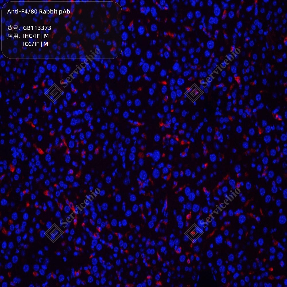 F4/80 (O10) Rabbit mAb