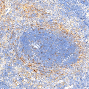 3 GB150059_PD-L1_mAb79_mAb7925071004_d1000_M spleen_20.0x_IHC.jpg