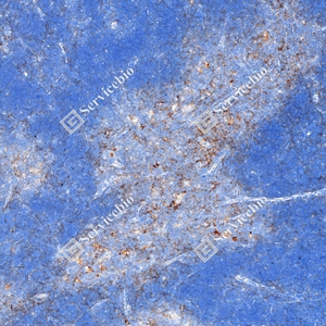 4 GB150059_PD-L1_mAb79_mAb7925071004_d1000_M thymus gland_10.0x_IHC.jpg