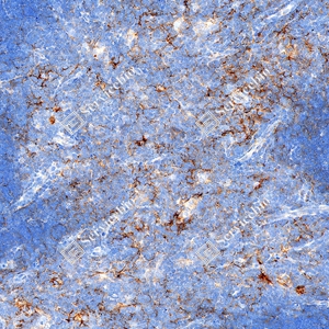 5 GB150059_PD-L1_mAb79_mAb7925071004_d1000_M thymus gland_20.0x_IHC.jpg