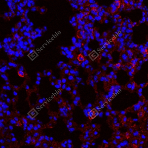 8 GB150059_PD-L1_red_mab79_mab7925071004_d1500_M Inflammatory model induced by lps(24h) lung_40.0x_IF.jpg