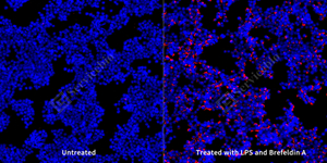 1 GB15188 20250619_TNF_mab203_mab20325052002 RAW264.7_d100_20.0x_ICC_WM - 副本.jpg