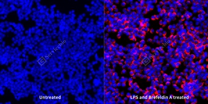 3 GB15113_IL-1 beta_mab73_mab73250411 RAW264.7 d1000_40.0x_ICC_WM.jpg