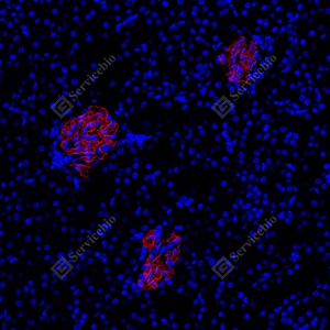 05 GB12343_Nephrin_red_7C4D4_d500_R kidney_31.5x_IF_WM - 副本.jpg
