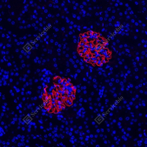 06 GB12343_Nephrin_red_7C4D4_d500_M kidney_36.5x_IF_WM - 副本.jpg