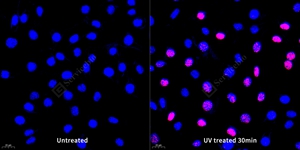 13 GB111841_200701_H2AX_6367_636720041702 L929 d200_40.0x_ICC_WM.jpg