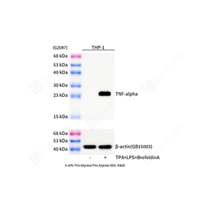 01WB2 GB153968_TNF-alpha_mAb29425062402_d2000_WB_WM.jpg