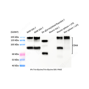 01WB1 GB153109_CD68_mAb27825052902_d500_WB_WM - 副本.jpg