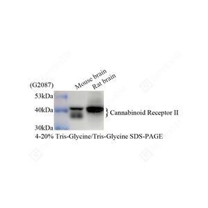 01WB1 GB11704_Cannabinoid Receptor II_2214-03_d1000_WB - 副本.jpg
