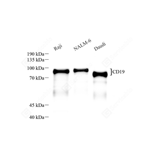 01WB1 GB15006_CD19_重组 H312_d2000_WB - 副本.jpg