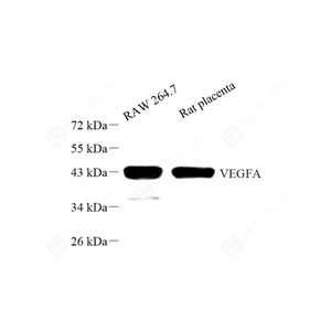 01WB1 GB111971_VEGFA_7155_d500_WB - 副本.jpg