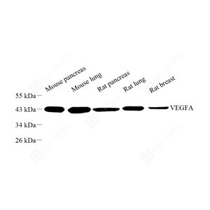 01WB2 GB111971_VEGFA_7155_d500_WB - 副本.jpg