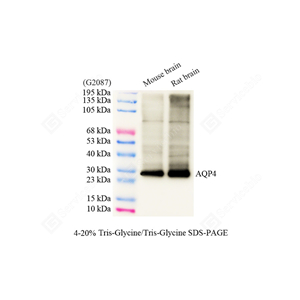 01WB3 YB11541_Aquaporin 4_d500_WB - 副本.jpg