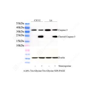 01WB3 GB115733_Cleaved-Caspase-3_d1000_WB - 副本.jpg
