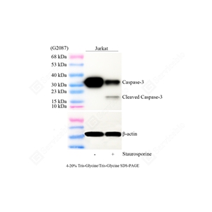 01WB4 GB115733_Cleaved-Caspase-3_d1000_WB - 副本.jpg