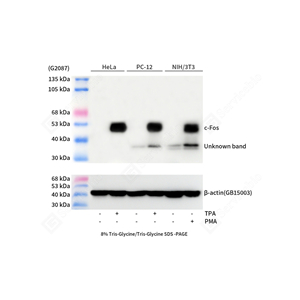01WB2 GB15069 _c-Fos_mAb13225060308_d1000_WM - 副本.jpg