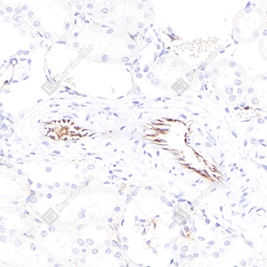 3 GB12086_eNOS_4F2H6 d1000 R kidney_40.0x_IHC_WM.jpg