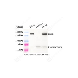 01WB1 GB15059_CD11c_mAb24025052702_d500_WB.jpg