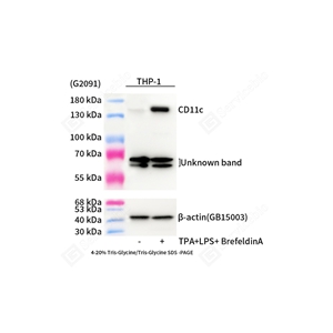 01WB2 GB15059_CD11c_mAb24025052702_d500_WB.jpg